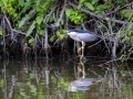 Nachtreiher (Nycticorax nycticorax)
