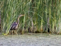 Purpurreiher (Ardea purpurea)