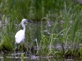 Seidenreiher (Egretta garzetta)