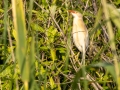 Zwergdommel (Botaurus minutus)