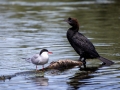 Zwergscharbe (Phalacrocorax pygmeus)