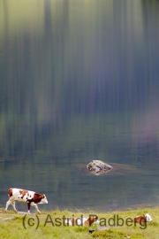 Durch Riesachschucht zum Riesachsee