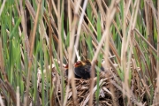 Blässhühner im Nest