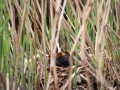 Blässhühner im Nest