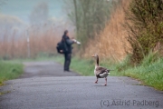 Graugans mit Fotograf