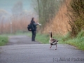 Graugans mit Fotograf