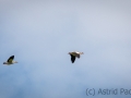 Nilgänse