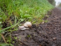 Weinbergschnecke