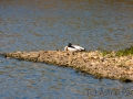 brandgans_20230423_A2852_web