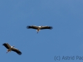 storch_20230423_A2851_web