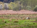 storch_20230423_A2919_web