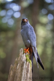 Rotfussfalke (Falco vespertinus)