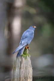 Rotfussfalke (Falco vespertinus)