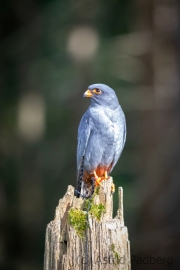 Rotfussfalke (Falco vespertinus)