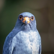 Rotfussfalke (Falco vespertinus)