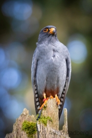 Rotfussfalke (Falco vespertinus)