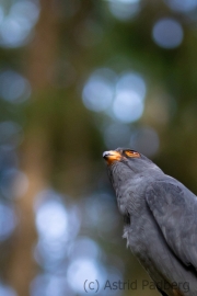 Rotfussfalke (Falco vespertinus)