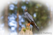 Rotfussfalke (Falco vespertinus)