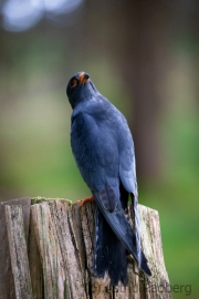 Rotfussfalke (Falco vespertinus)