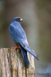 Rotfussfalke (Falco vespertinus)