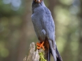 Rotfussfalke (Falco vespertinus)