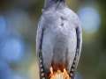 Rotfussfalke (Falco vespertinus)