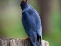 Rotfussfalke (Falco vespertinus)