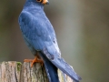 Rotfussfalke (Falco vespertinus)