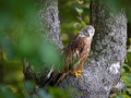 Rotmilan (Milvus milvus)