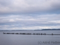 Jasmunder Bodden