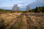 Proraner Heide