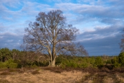 Proraner Heide