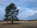 Proraner Heide