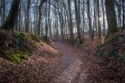 Wald bei Lietzow