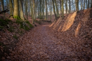 Wald bei Lietzow