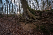 Wald bei Lietzow