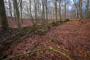 Wald bei Lietzow