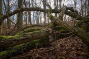 Wald bei Lietzow