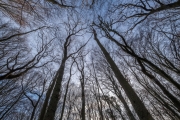 Wald bei Lietzow