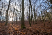 Wald bei Lietzow