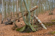 Wald bei Lietzow