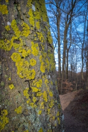 Hochuferweg zwischen Binz und Göhren