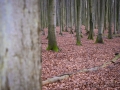 Nationalpark Jasmund