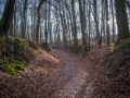 Wald bei Lietzow