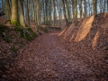 Wald bei Lietzow