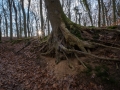 Wald bei Lietzow