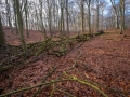 Wald bei Lietzow