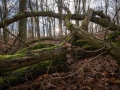 Wald bei Lietzow