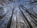 Wald bei Lietzow