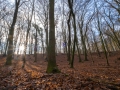 Wald bei Lietzow